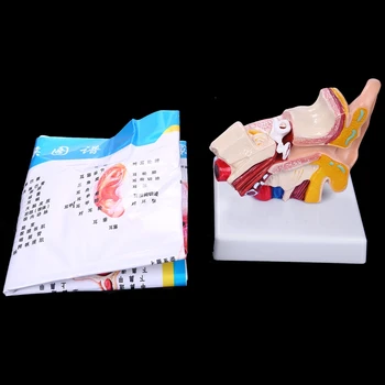1.5 Kez İnsan Kulak Anatomisi Modeli Gösteren Organları Yapısı Merkezi ve Dış Kulaklar Öğretim Malzemeleri